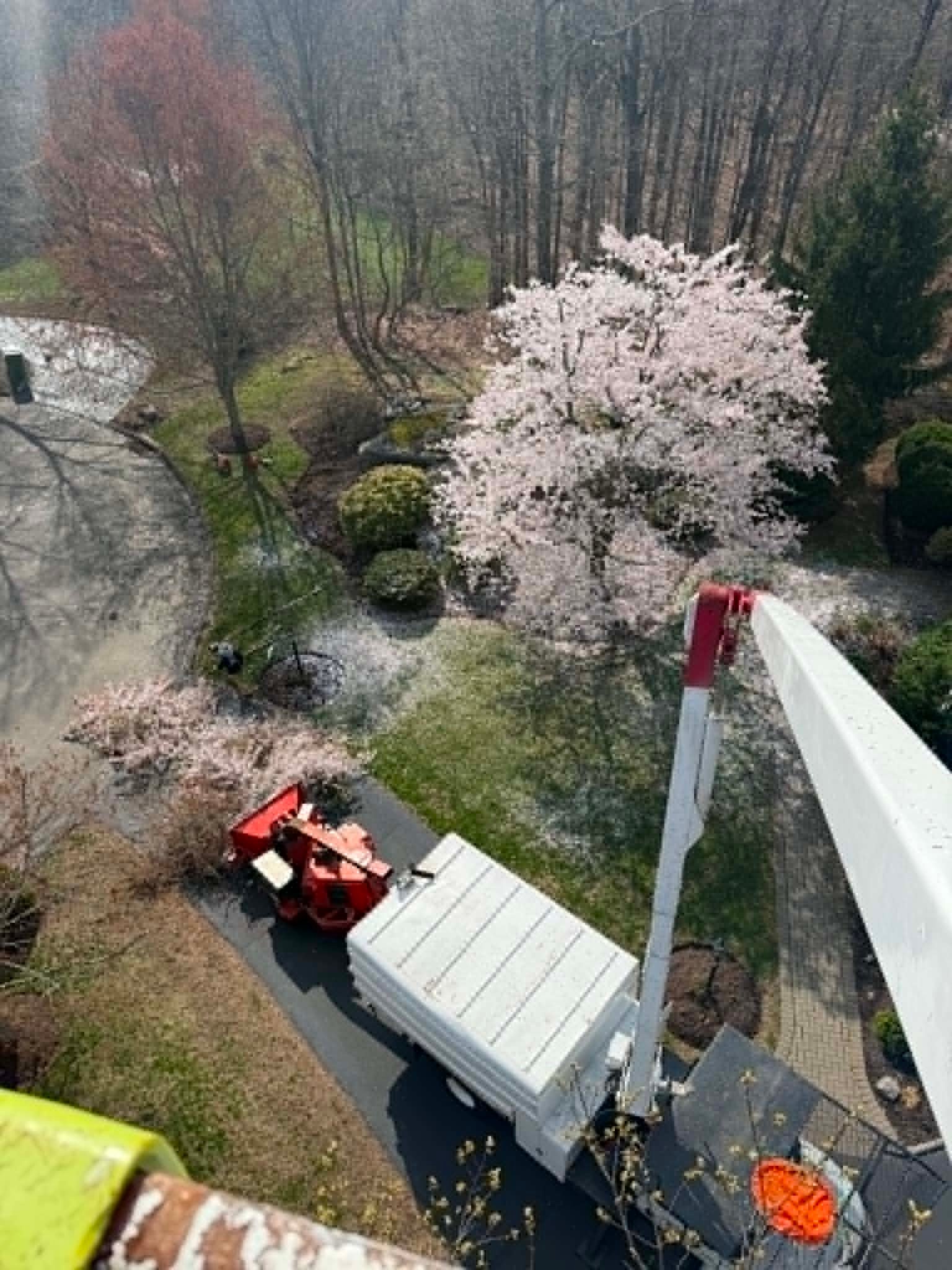 Tree work aerial view